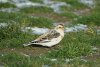 Snow Bunting at Shoebury Coastguards (Steve Arlow) (88197 bytes)